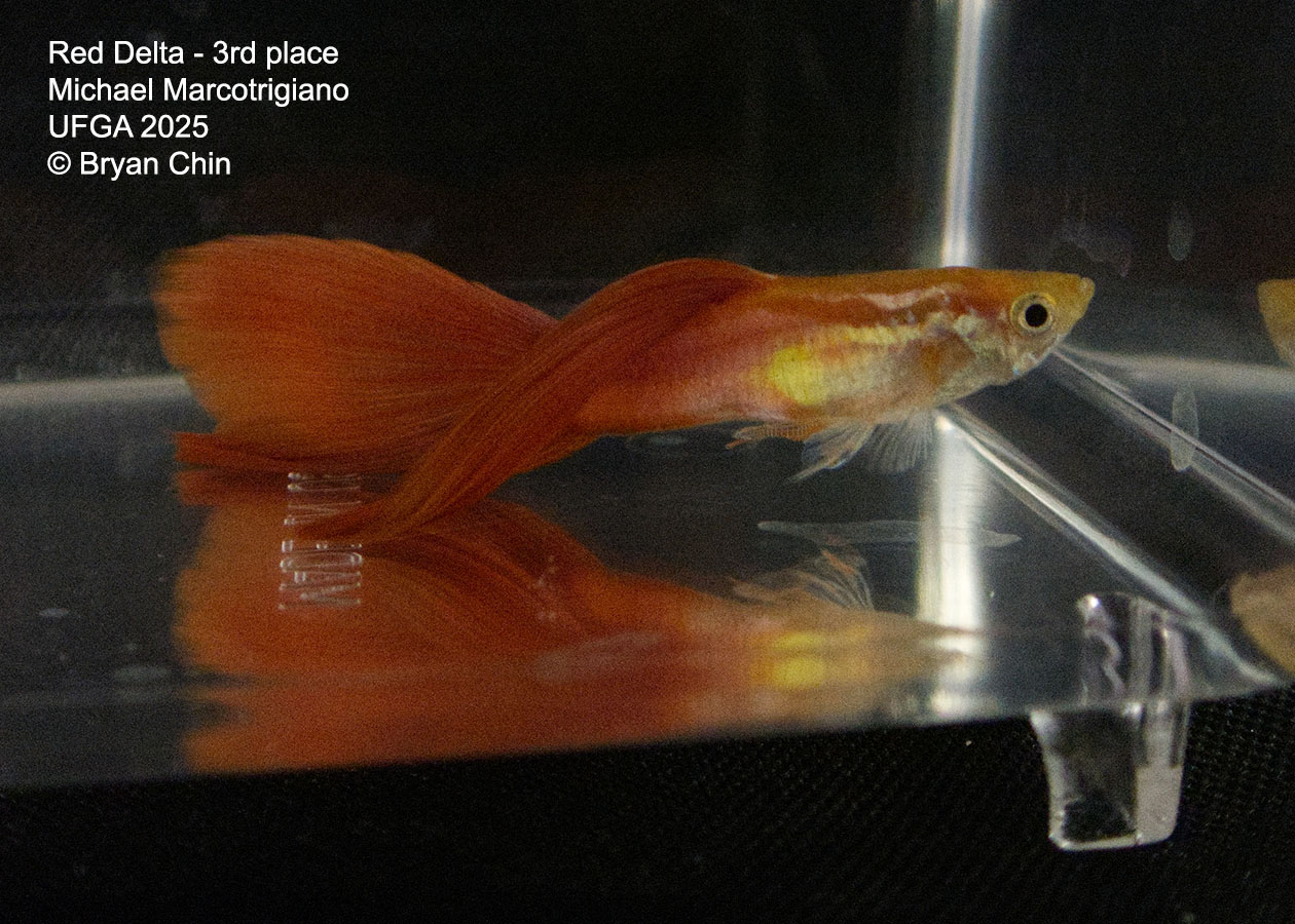 Guppy Red 